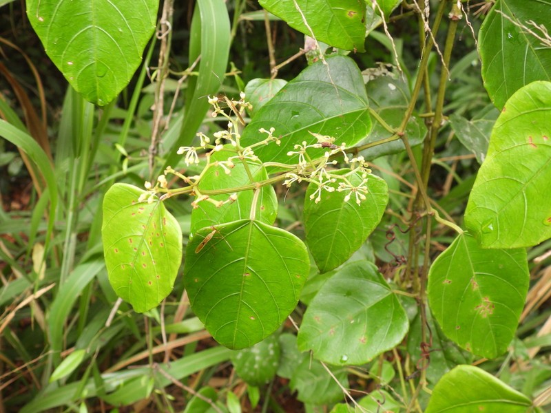 Cissus vinosa photo 4