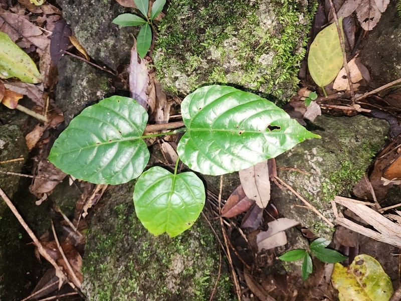 Cissus vinosa photo 5