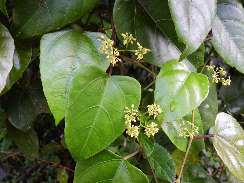 Cissus vinosa photo 6