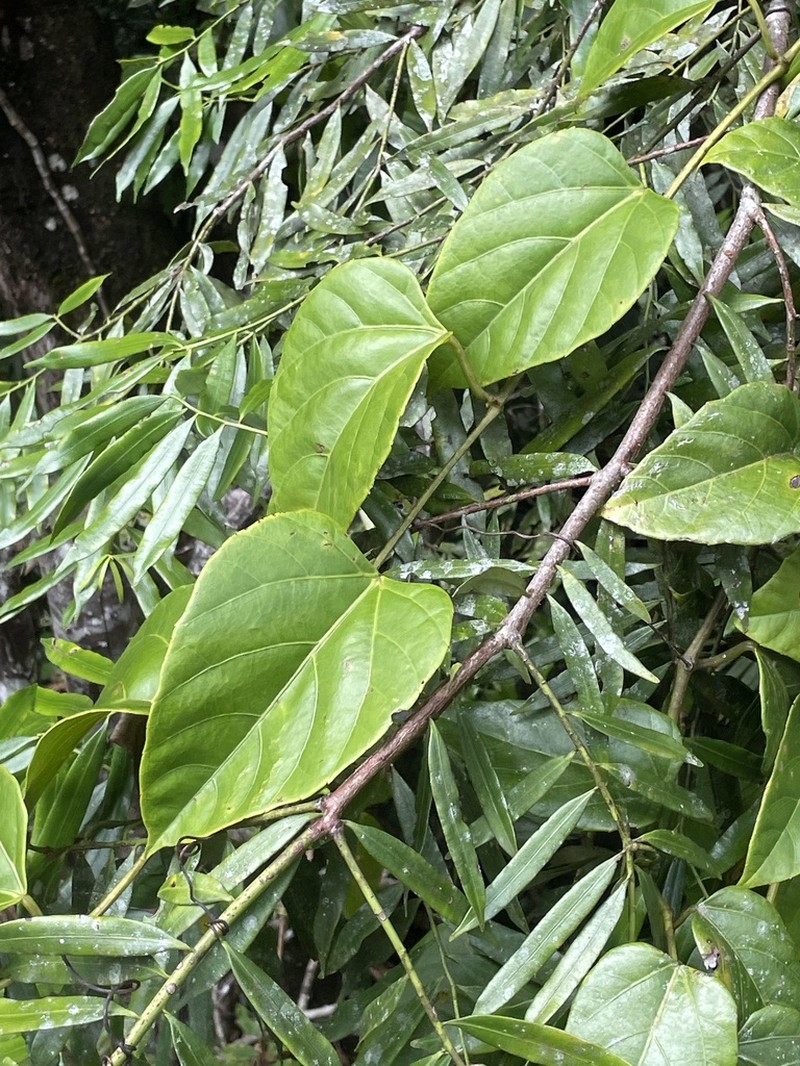 Cissus vinosa photo 7