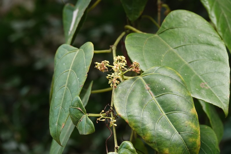 Cissus vinosa photo 8