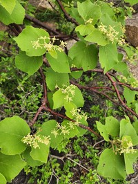 Cissus vitiginea