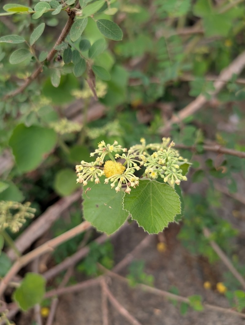 Cissus vitiginea photo 2