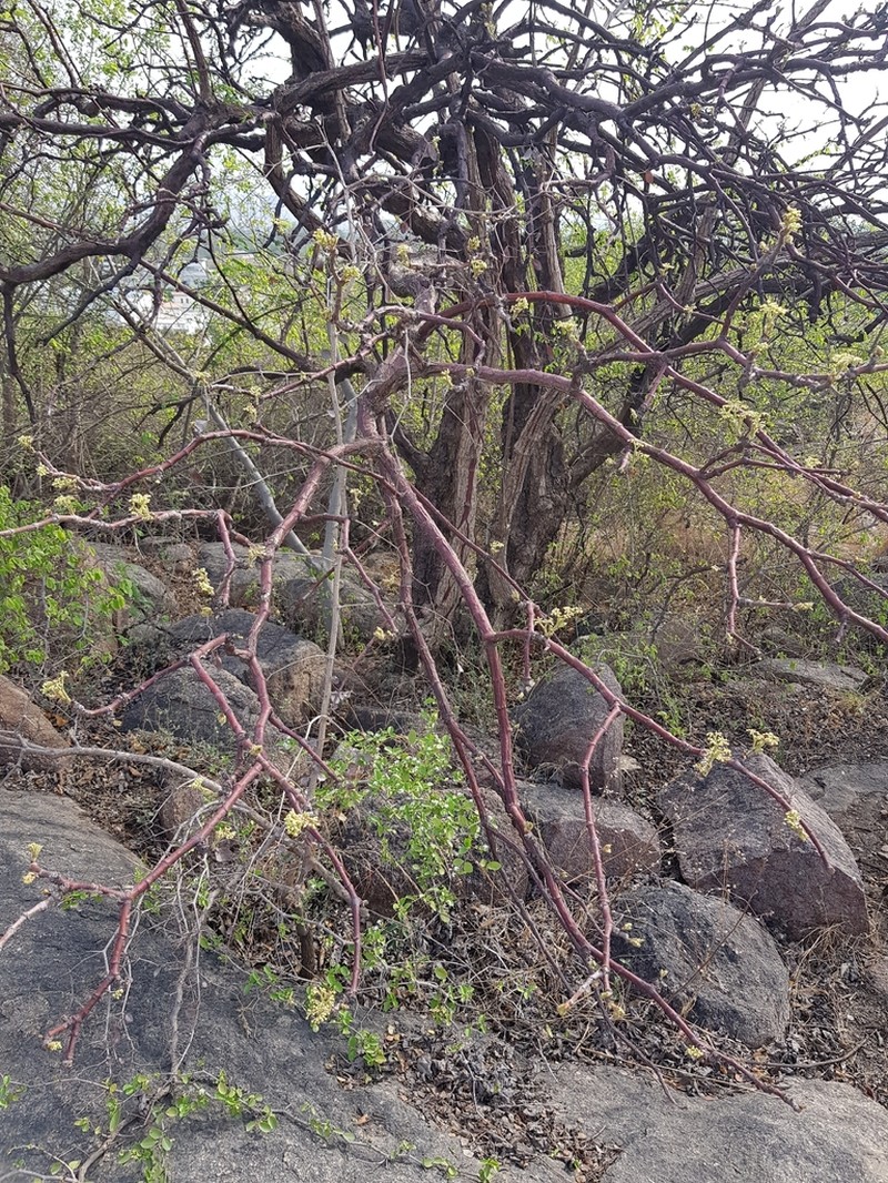 Cissus vitiginea photo 3