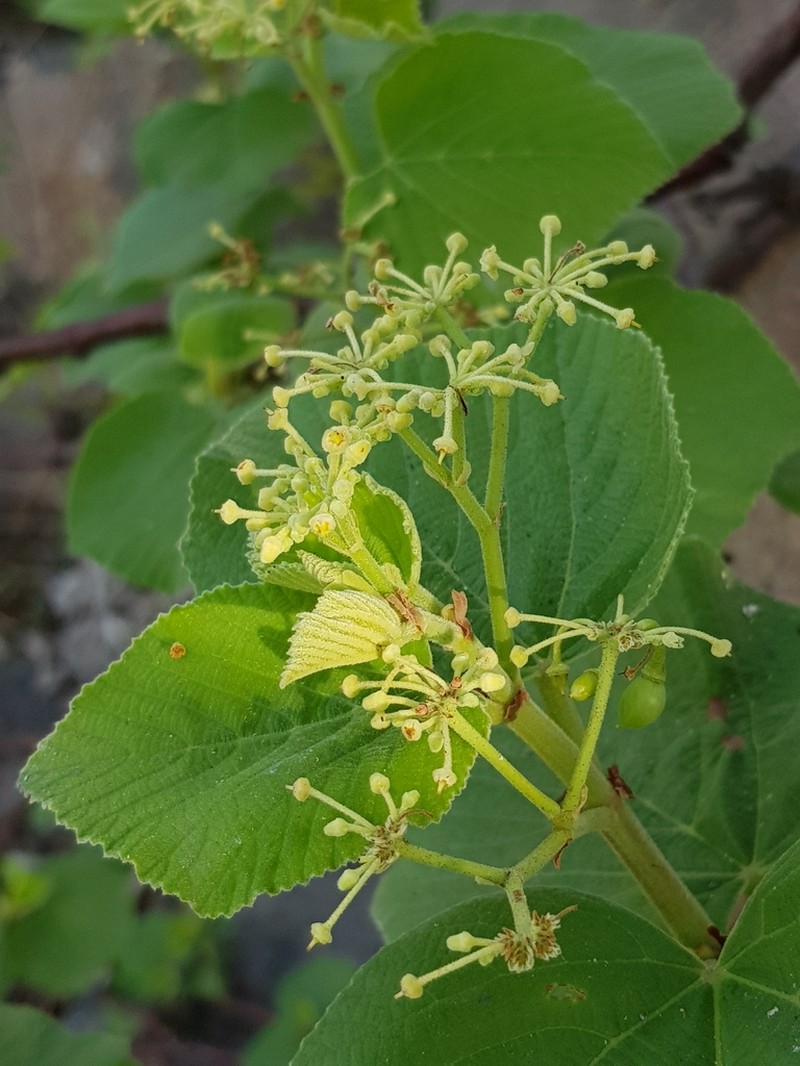 Cissus vitiginea photo 4