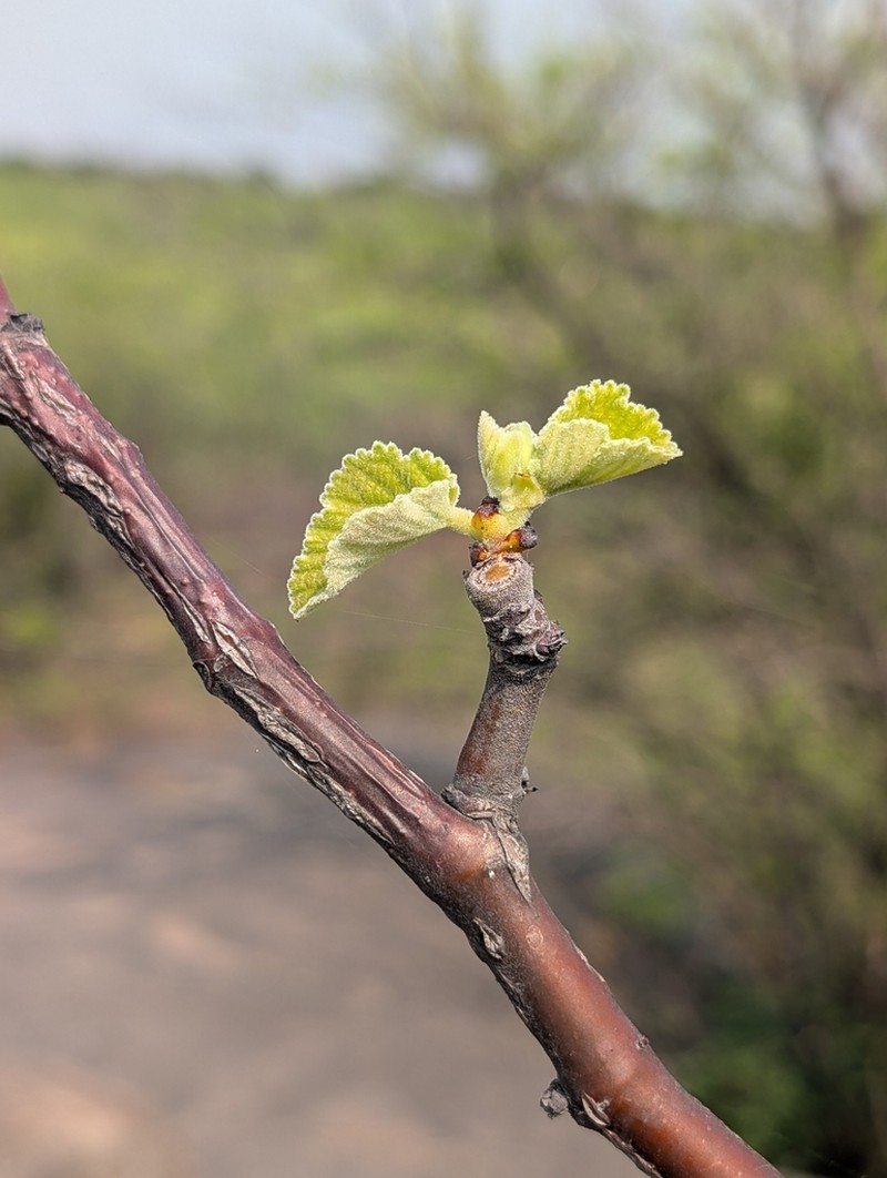Cissus vitiginea photo 5