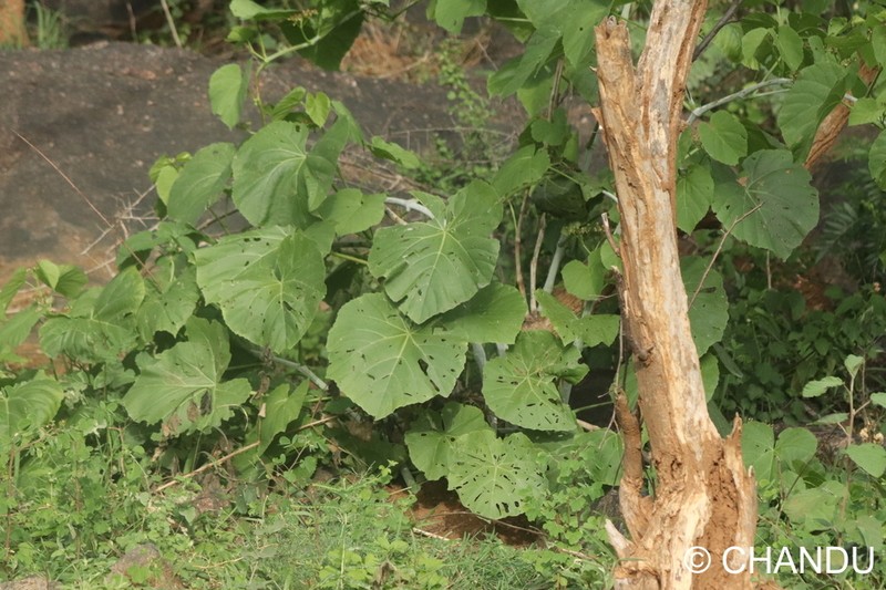 Cissus vitiginea photo 6