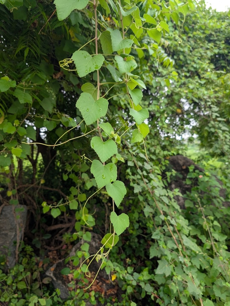 Cissus vitiginea photo 7