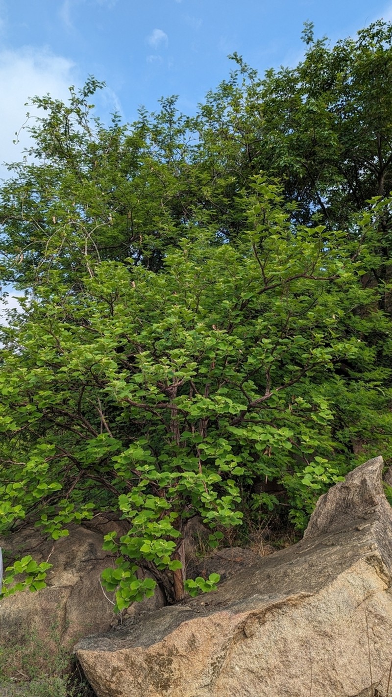 Cissus vitiginea photo 8