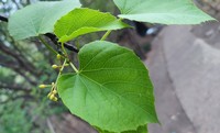 Cissus welwitschii