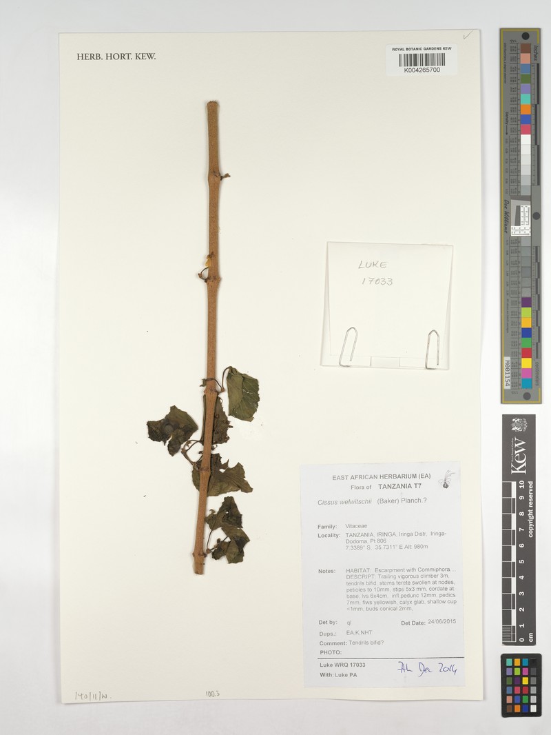 Cissus welwitschii photo 3