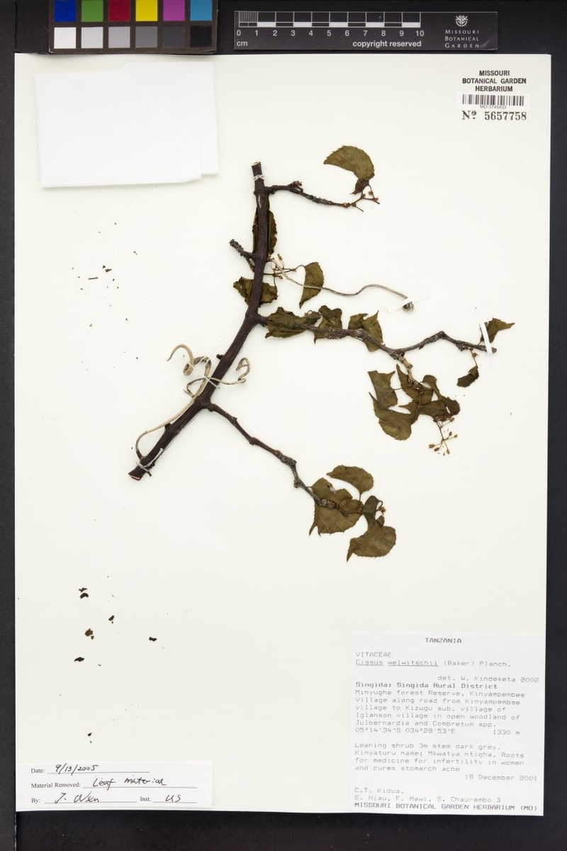 Cissus welwitschii photo 4
