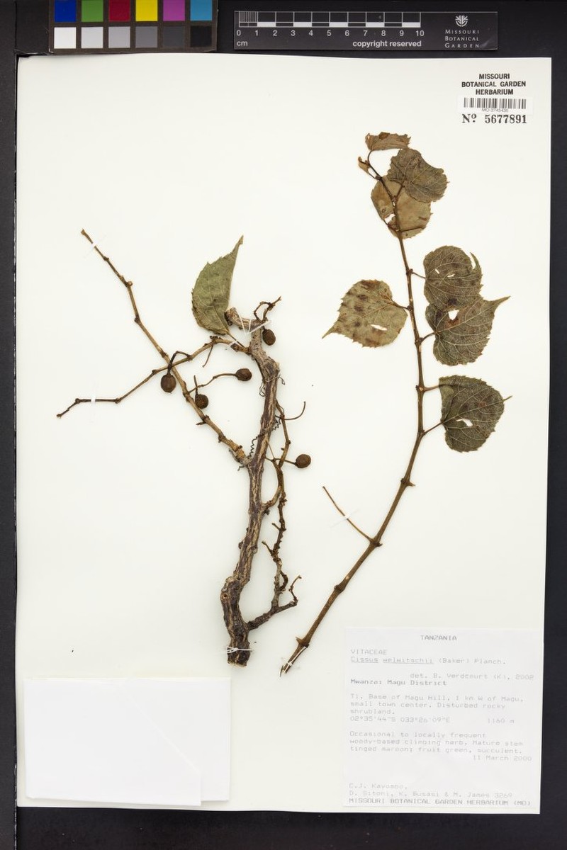 Cissus welwitschii photo 5