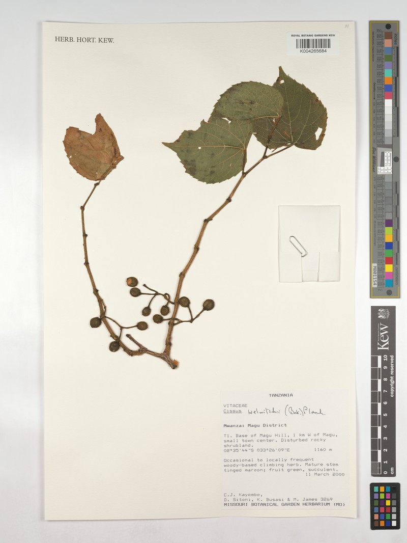 Cissus welwitschii photo 6