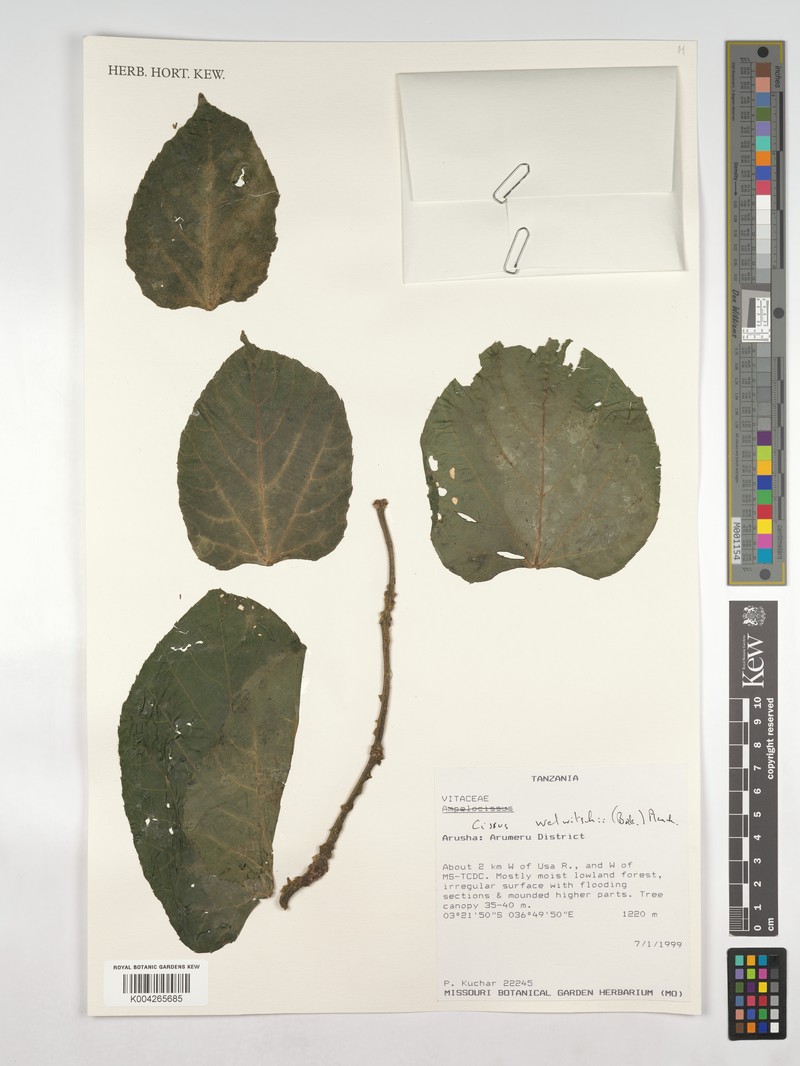 Cissus welwitschii photo 7