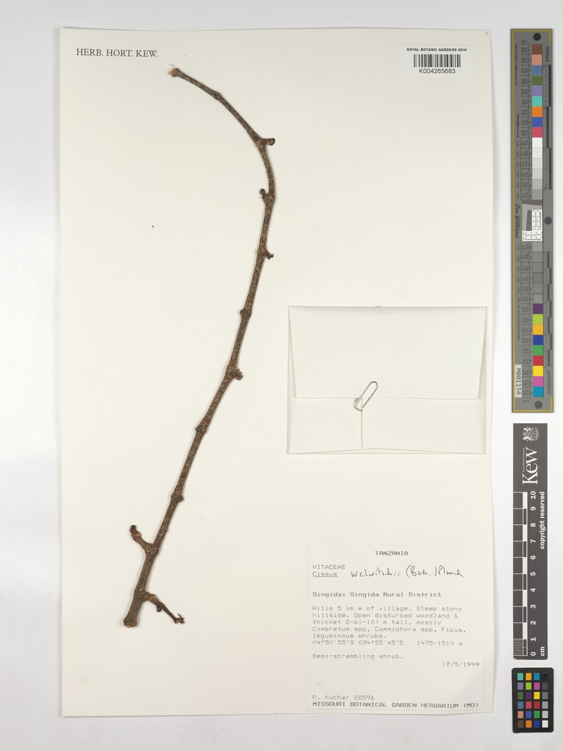 Cissus welwitschii photo 8
