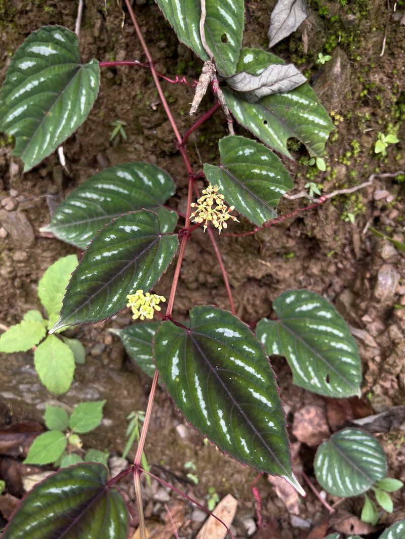 Cissus wenshanensis