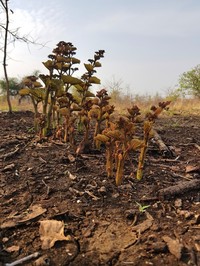 Cissus woodrowii