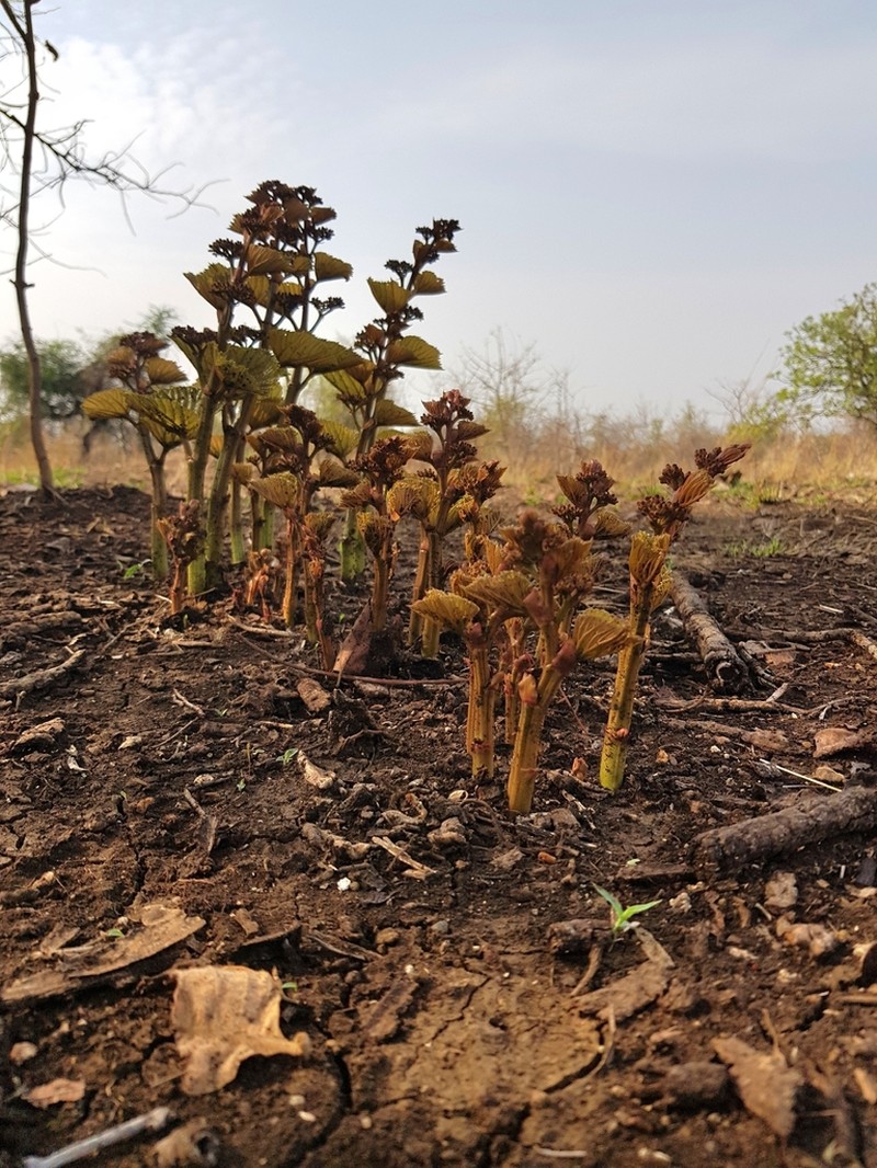 Cissus woodrowii