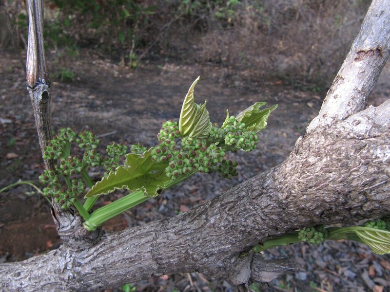 Cissus woodrowii photo 3