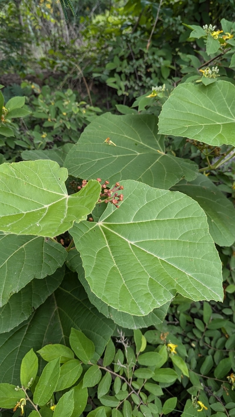 Cissus woodrowii photo 4