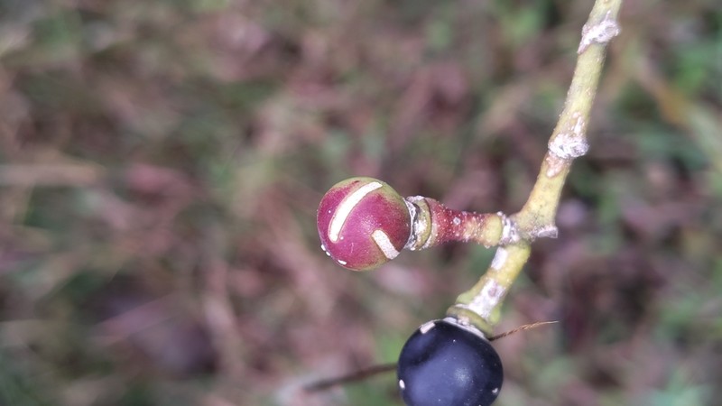Cissus woodrowii photo 5