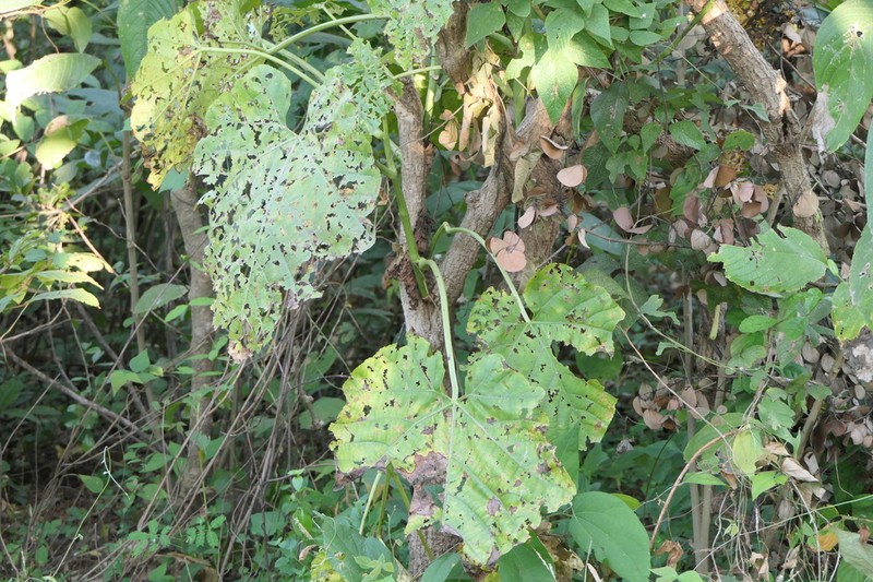 Cissus woodrowii photo 7