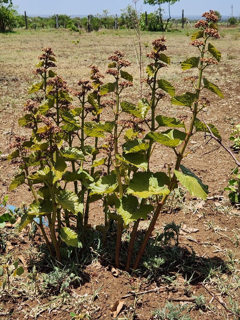 Cissus woodrowii photo 8