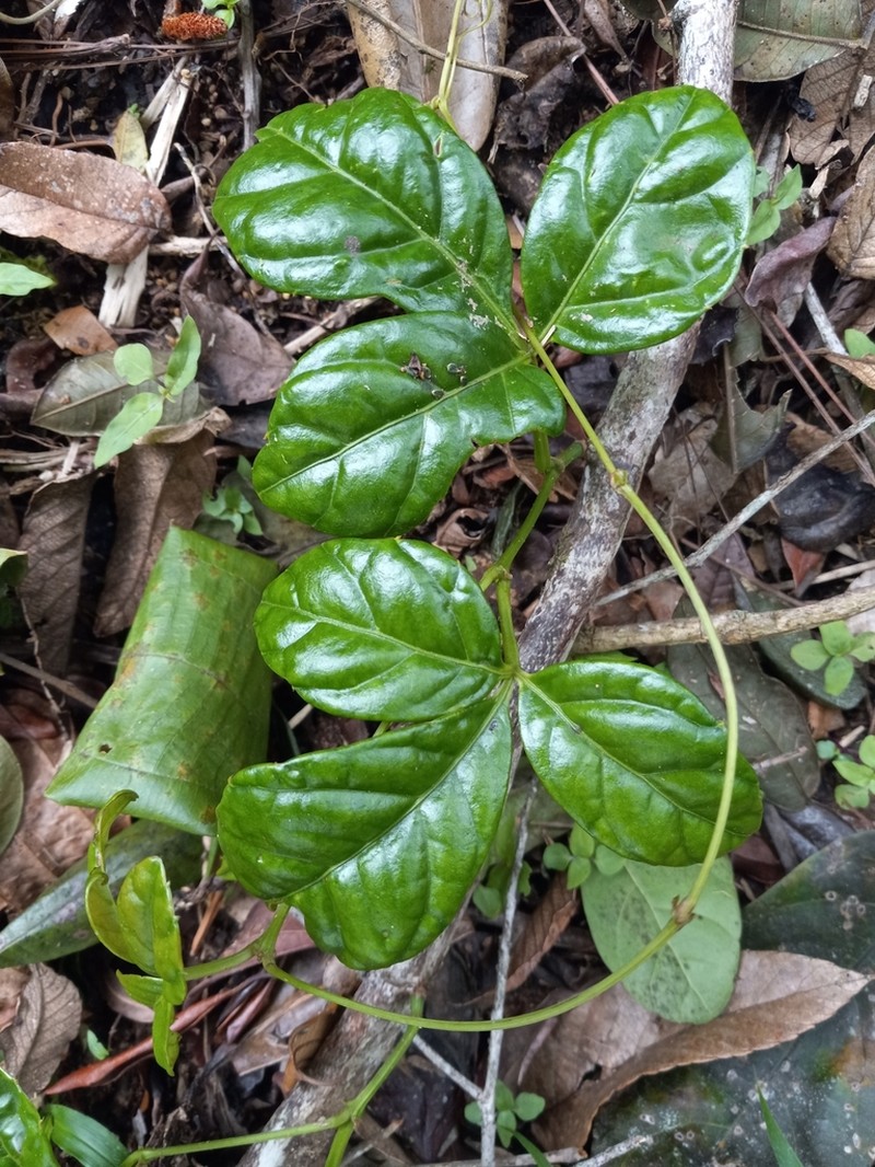 Cissus wrightiana