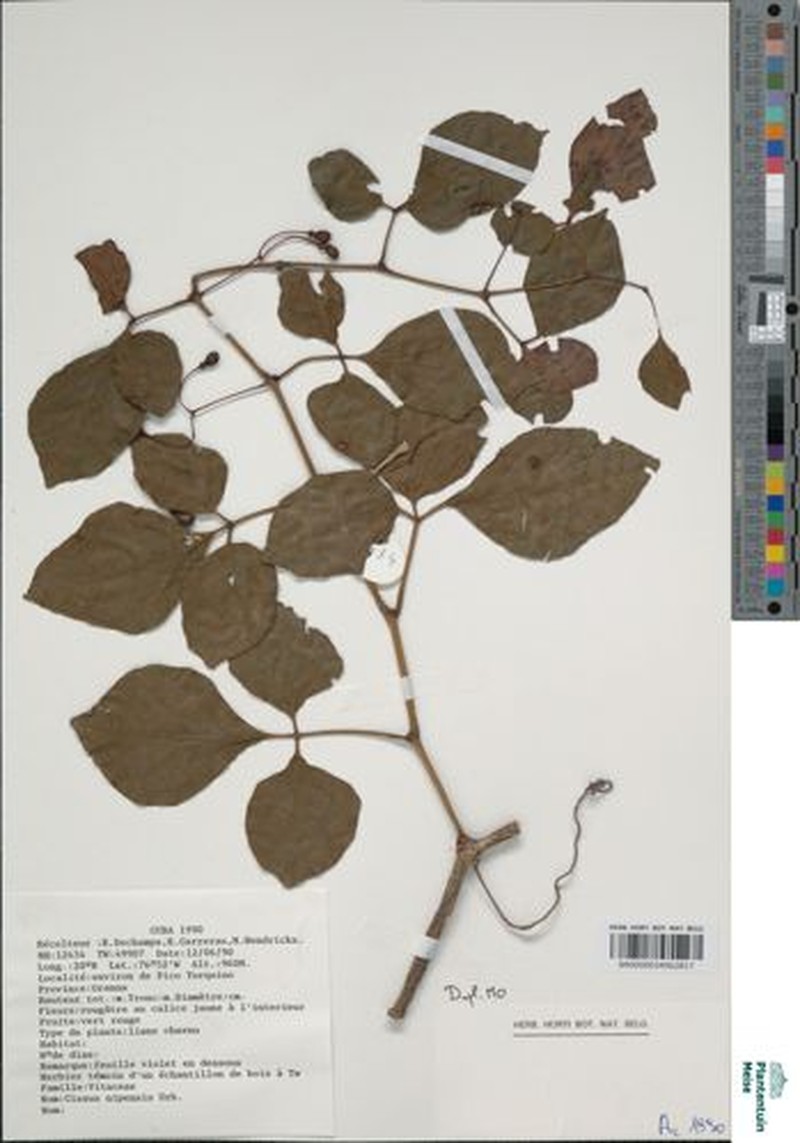 Cissus wrightiana photo 3