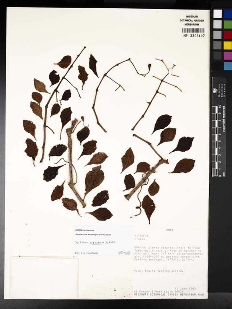 Cissus wrightiana photo 4