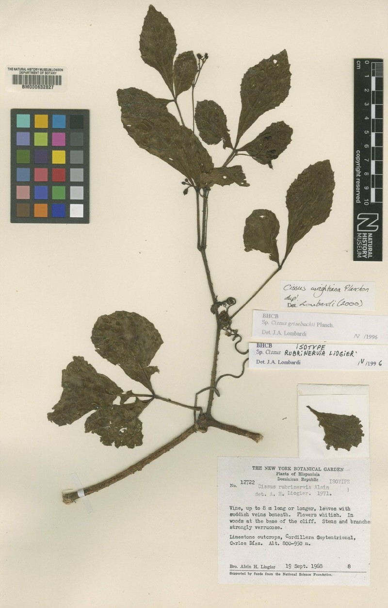 Cissus wrightiana photo 5