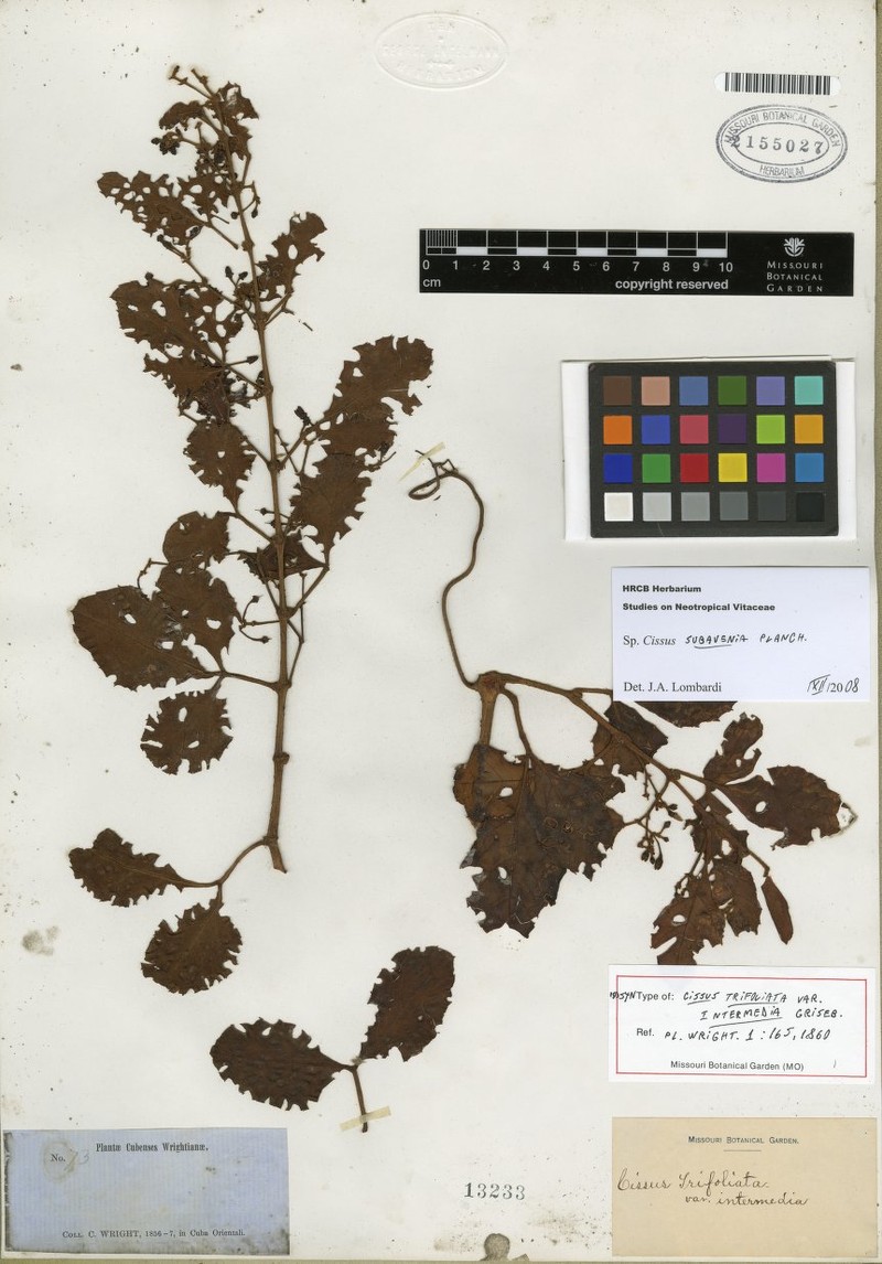 Cissus wrightiana photo 6