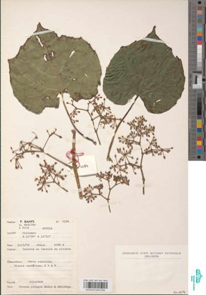 Cissus youngii