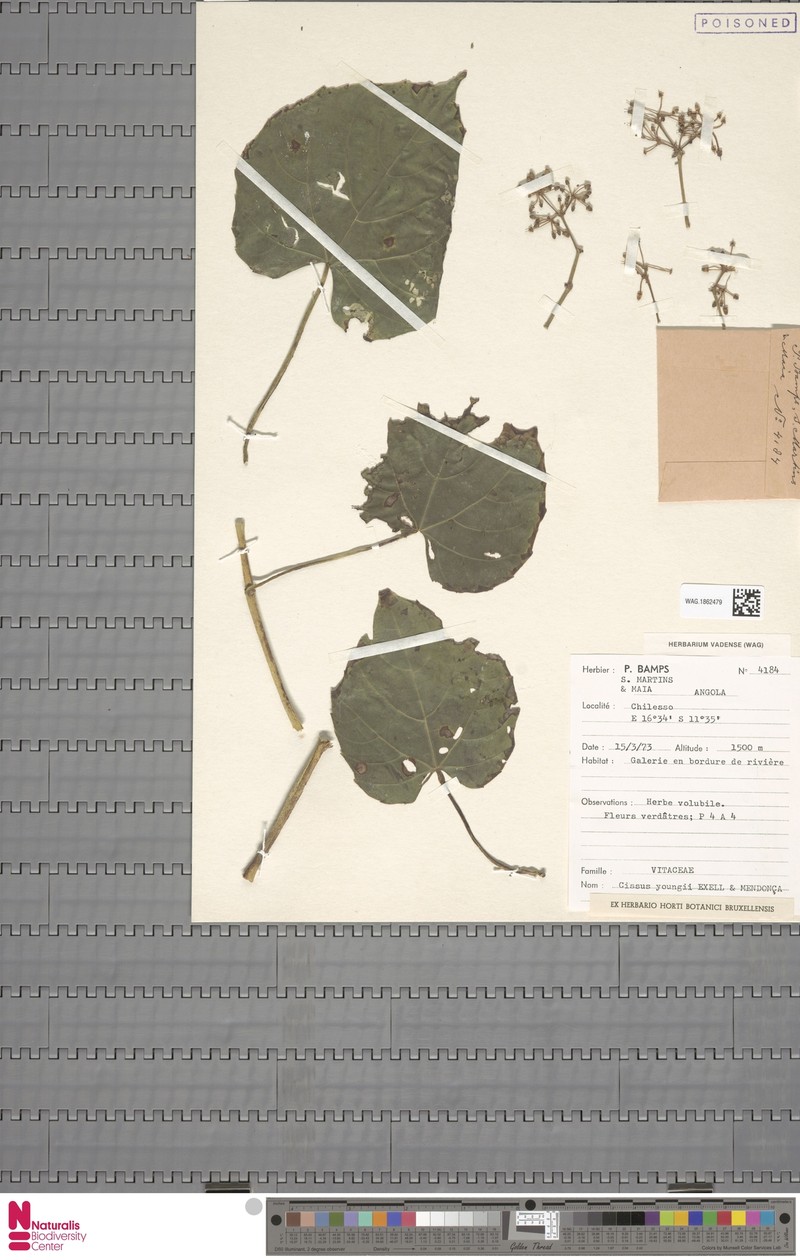 Cissus youngii photo 2