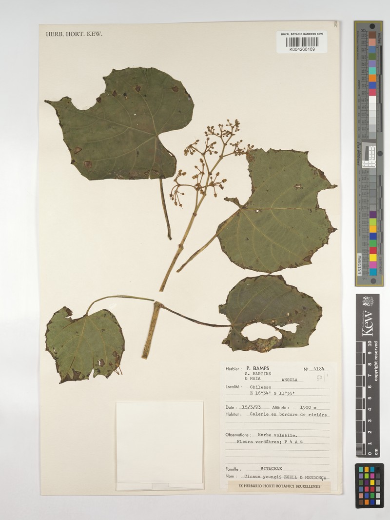 Cissus youngii photo 3