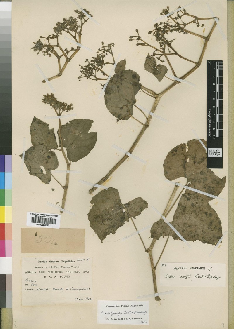 Cissus youngii photo 4