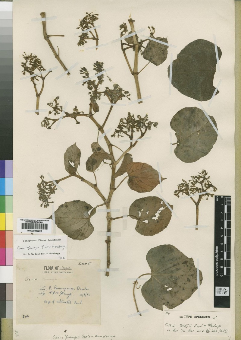 Cissus youngii photo 5
