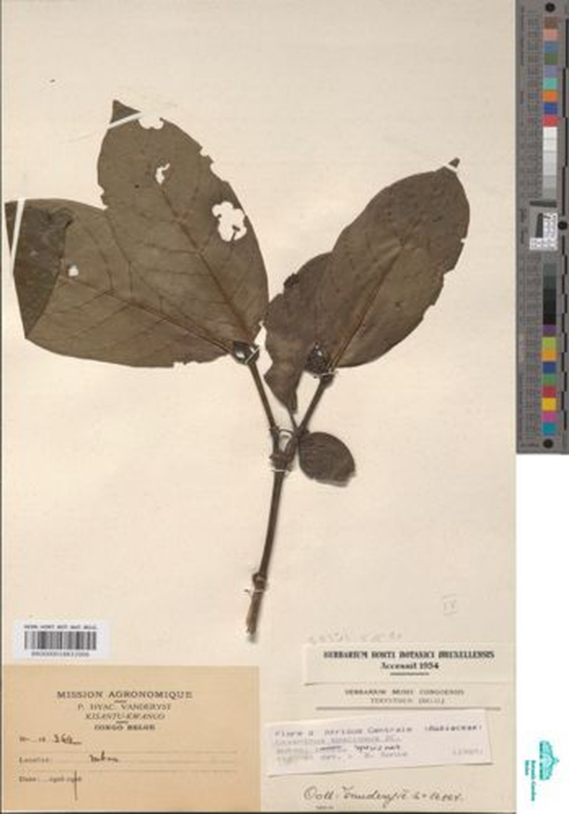 Cissus youngii photo 7
