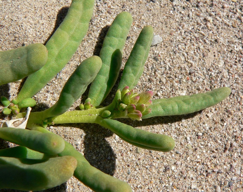 Desert Pussypaws photo 5