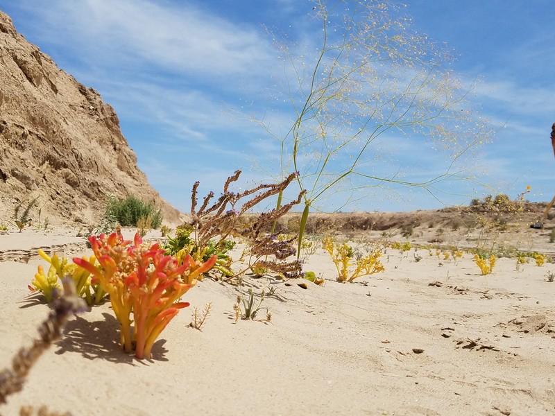 Desert Pussypaws photo 6