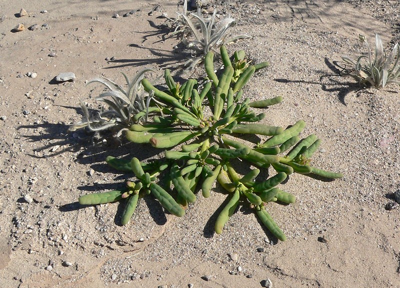 Desert Pussypaws photo 2