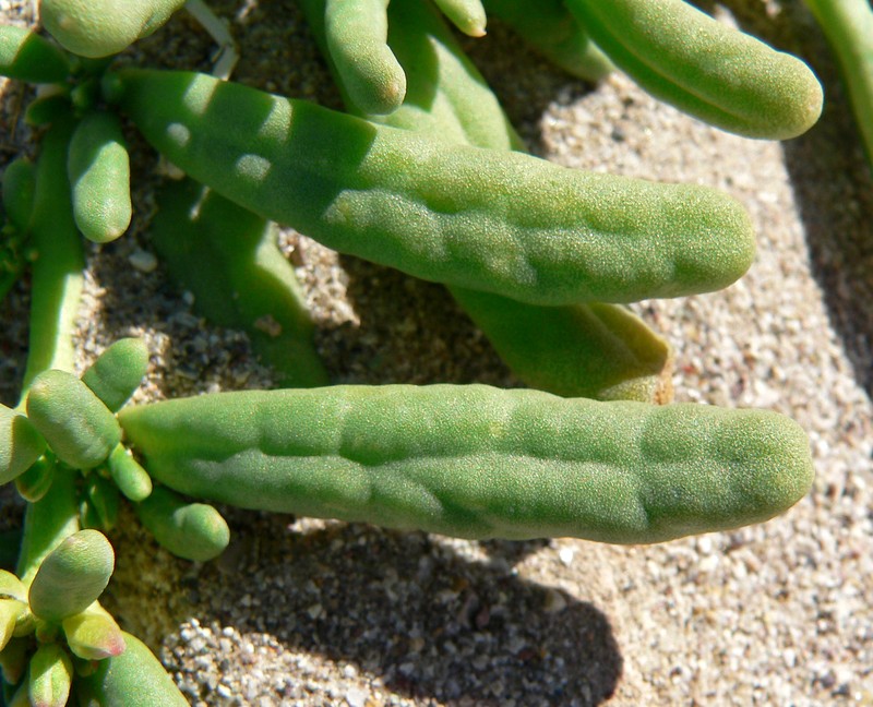 Desert Pussypaws photo 3