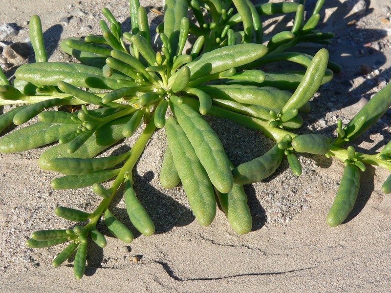 Desert Pussypaws photo 4