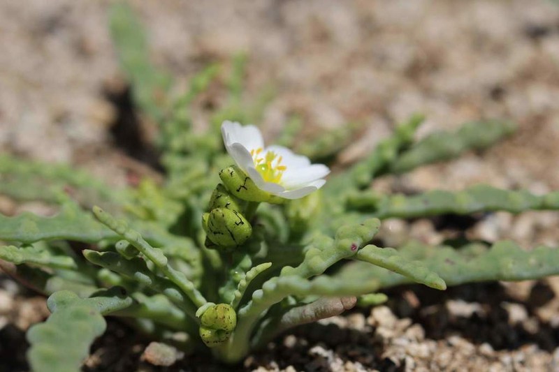 Cistanthe celedoniana