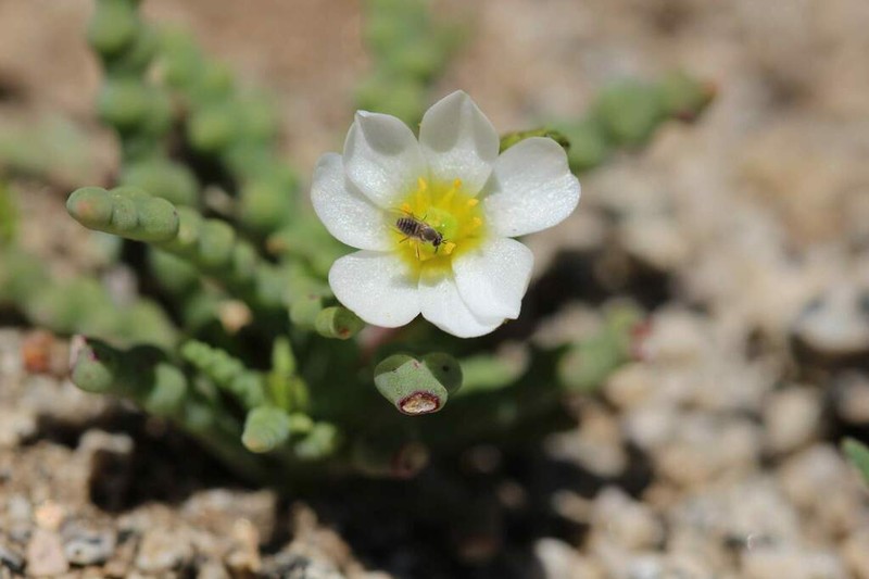 Cistanthe celedoniana photo 2