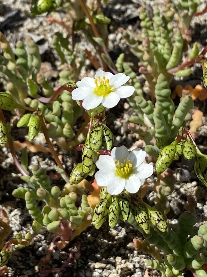 Cistanthe celedoniana photo 3