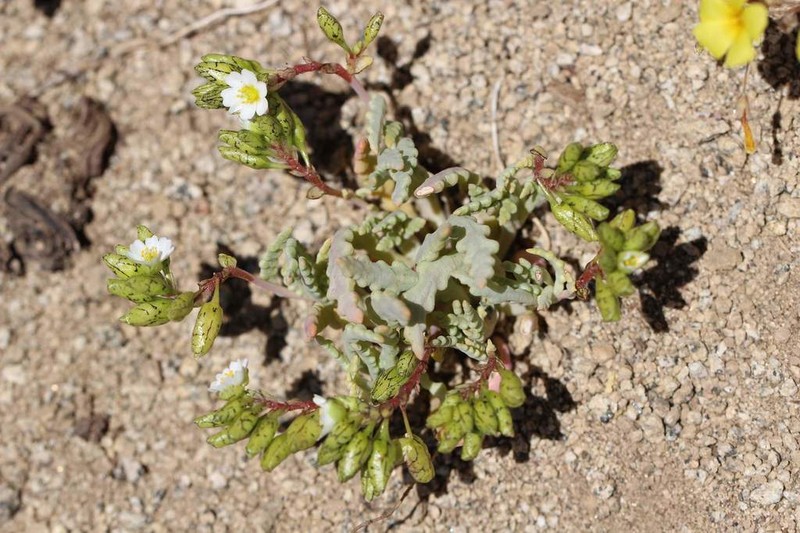 Cistanthe celedoniana photo 4