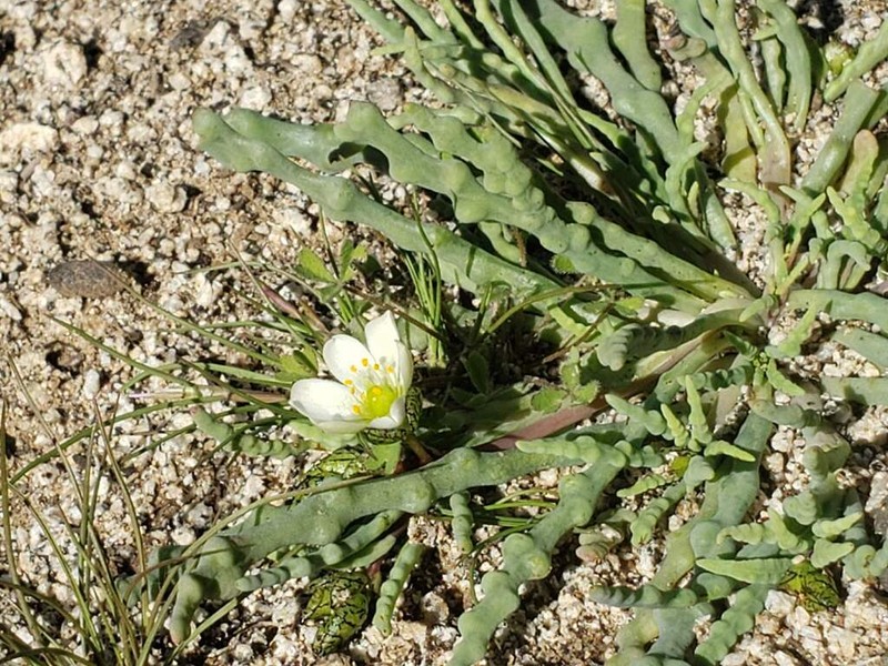 Cistanthe celedoniana photo 5