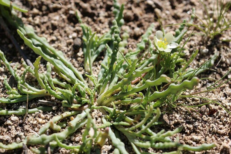 Cistanthe celedoniana photo 6